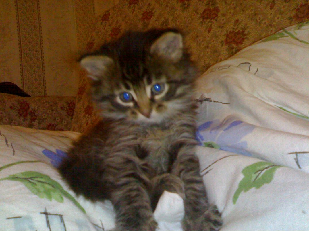 Светлана Козлова ОРЕХА | Москва