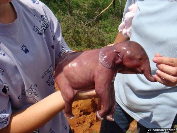 Светлана Белянкина | Сургут