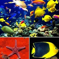 ﻸПодводная˜”*°•..•°*”˜жизньﻸ ﻸПодводная˜”*°•..•°*”˜жизньﻸ