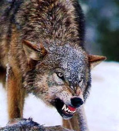 Night Wanderer | Санкт-Петербург