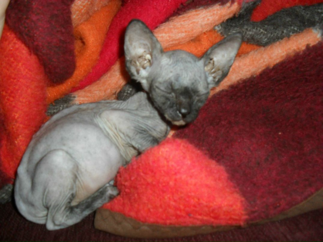 Кристина Сяба | Рязань