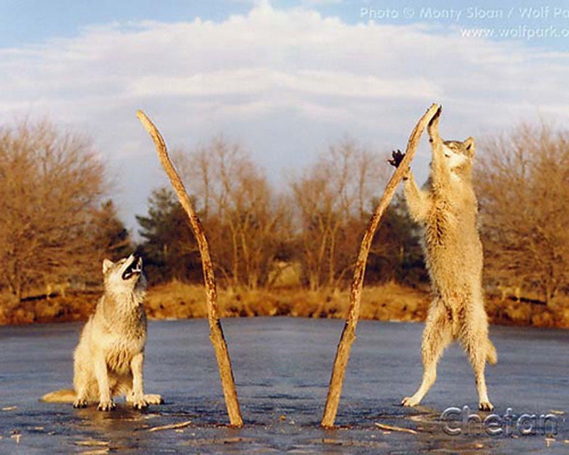 Игорь Чирков | Санкт-Петербург