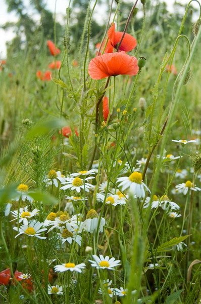 Лена Пентина | Киров