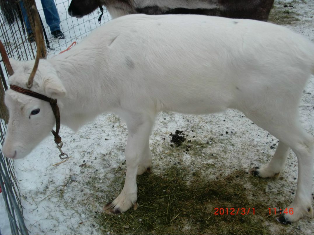 Дмитрий Перекупко | Лубны