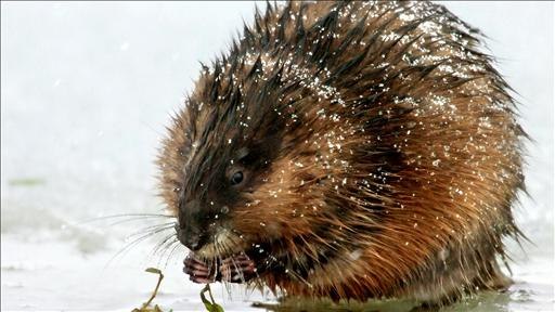 Максим Ондатров | Новосибирск