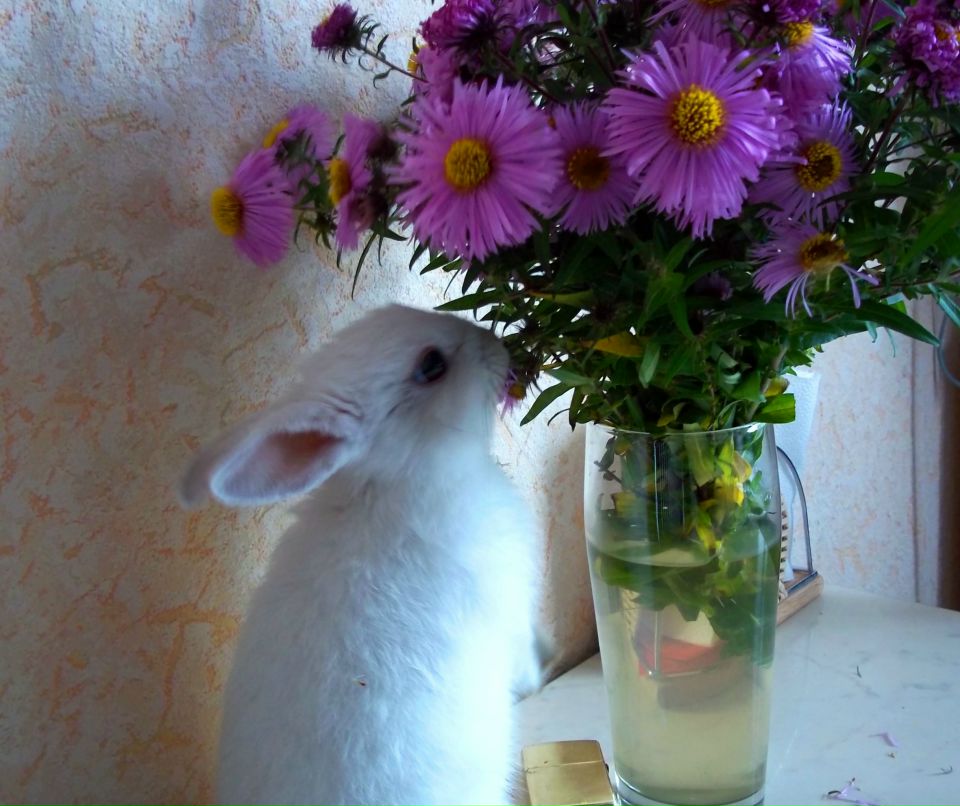 Алеся Сорокина | Витебск