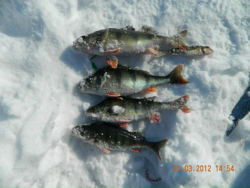 Евгений Тимофеев | Африканда