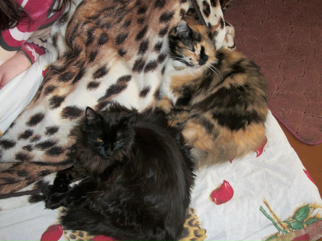 Роман Игнатовский | Каменское / Днепродзержинск