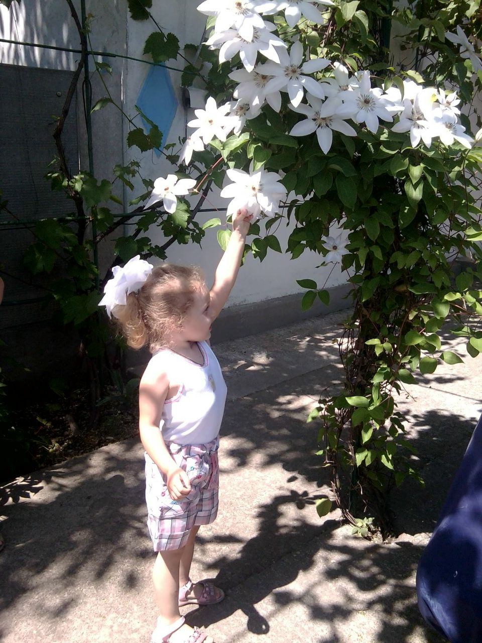 Виктория Филиппская | 