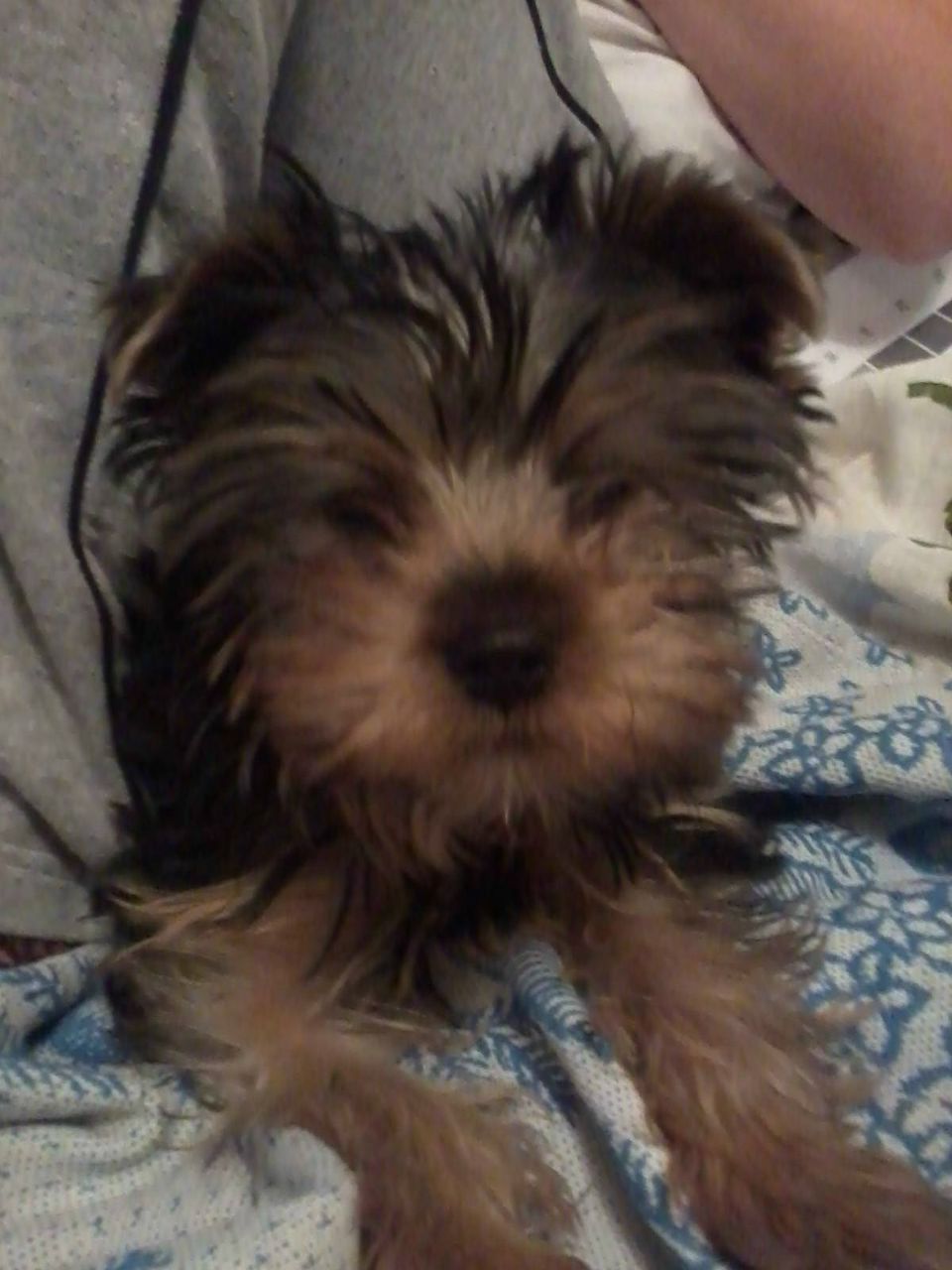 Иван Чигирь | 