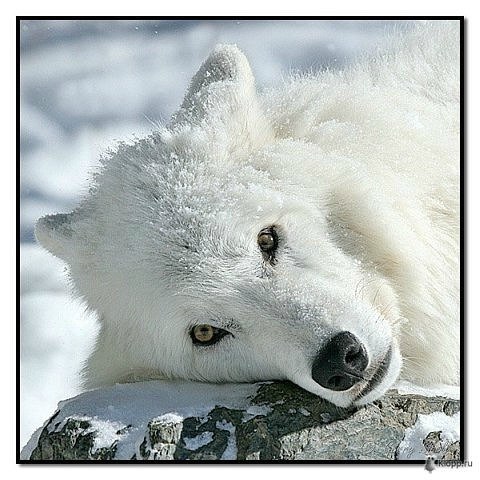 Танюшка Красичева | Санкт-Петербург