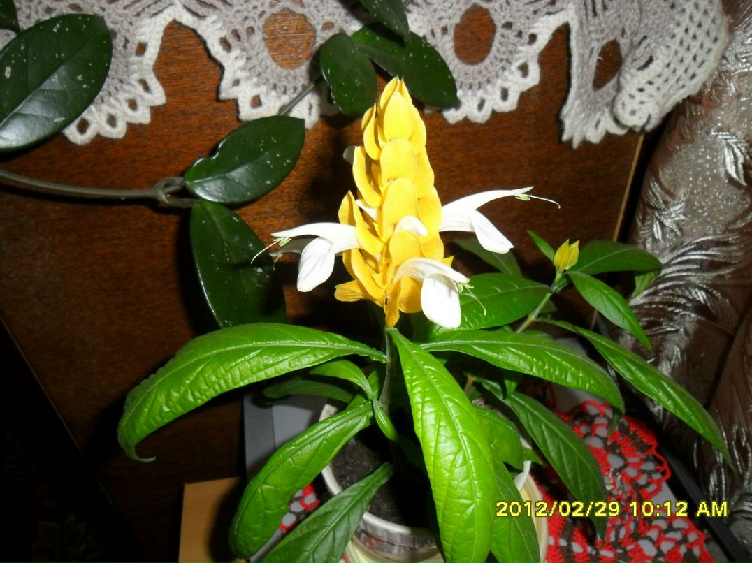 Аля Павлова | Раменье