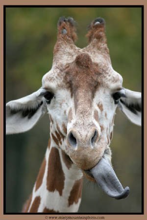 Евгений Горюнов | 