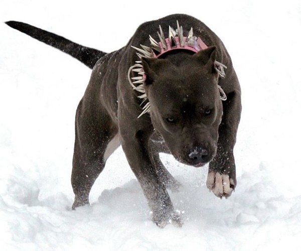 Василий Достоевський | Львов