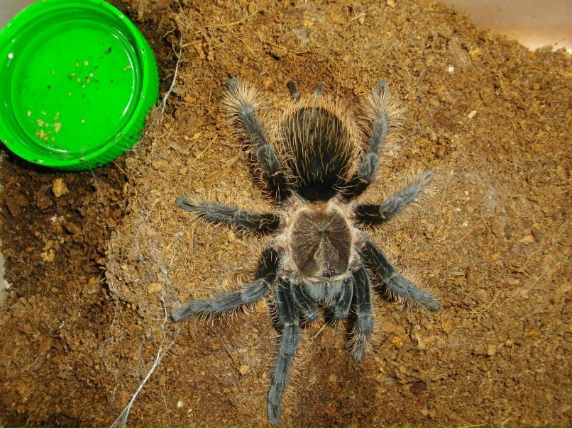 Дмитрий Галенко | Киев