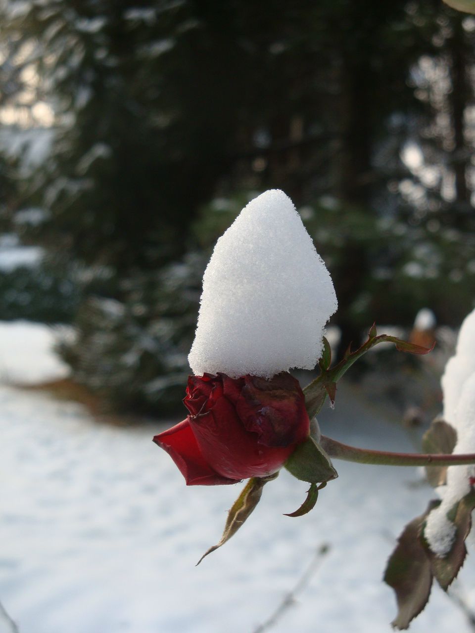 Мали Александрова | 