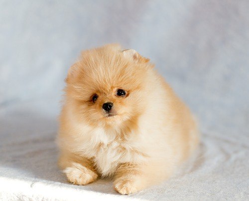 Андрей Максютенко | Санкт-Петербург