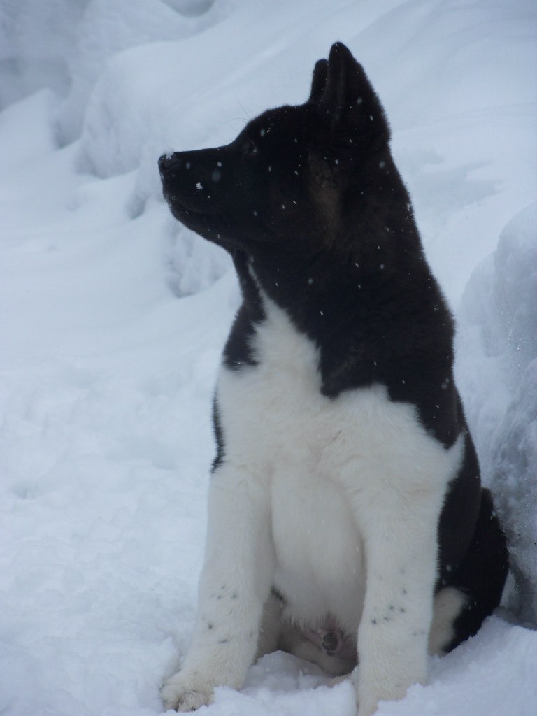 Сергей Саксонов | Санкт-Петербург