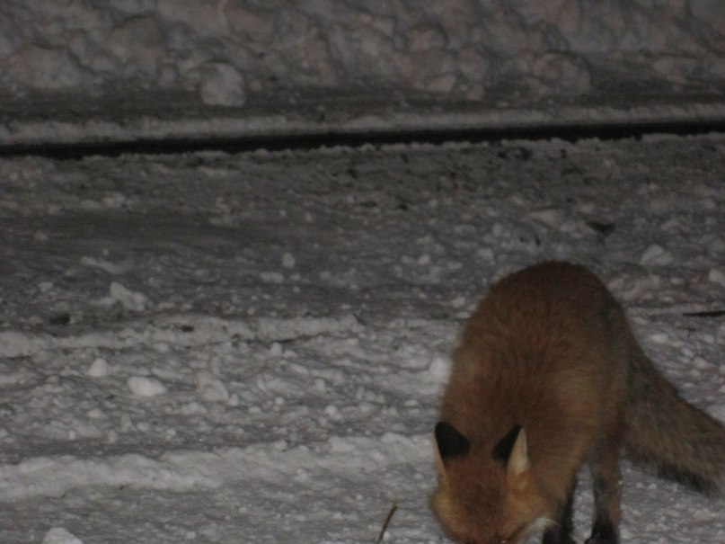 Игорь Лосев | Апатиты