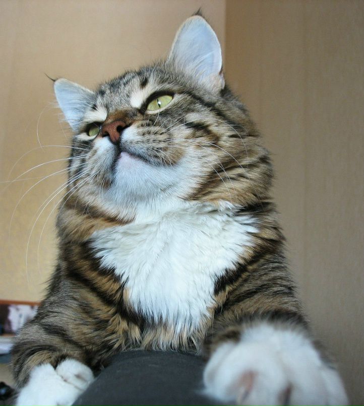 Маргарита Босых *puma* | Москва