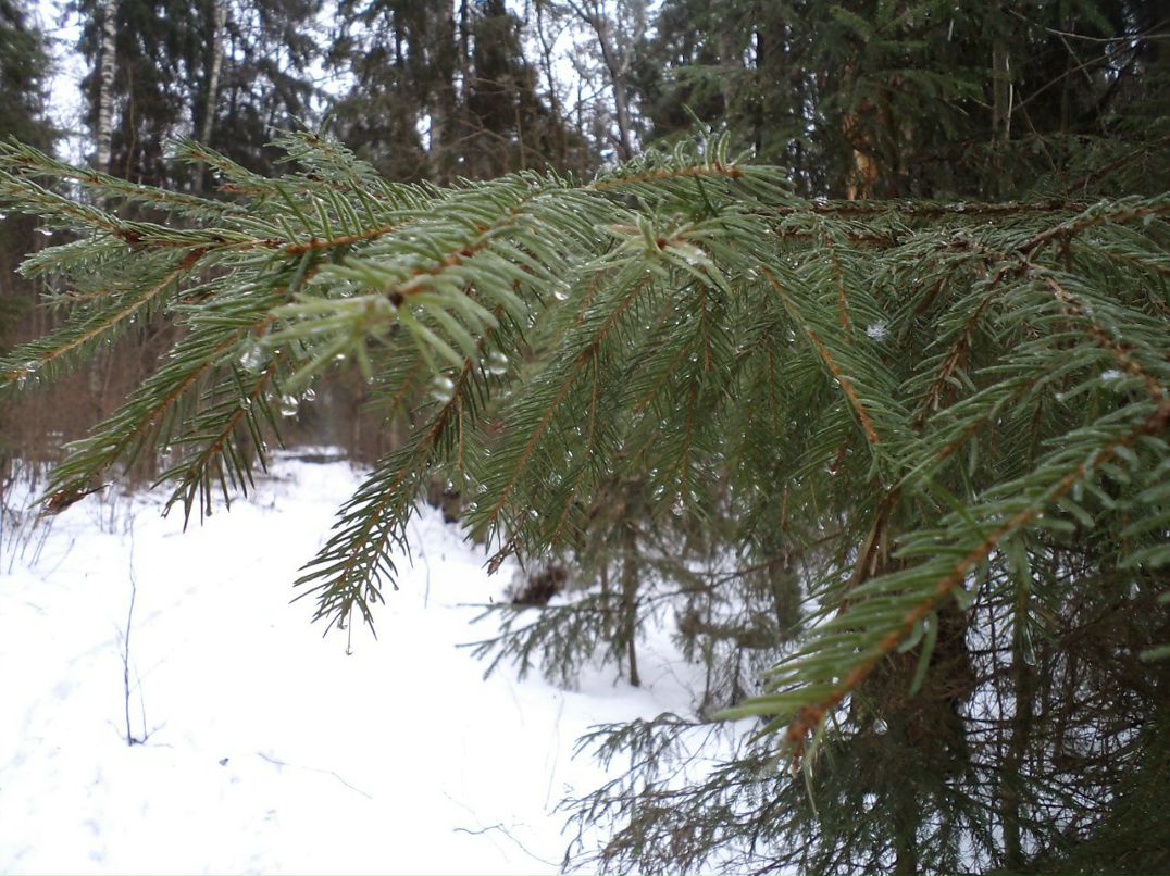 Надя Сизых | Дмитров