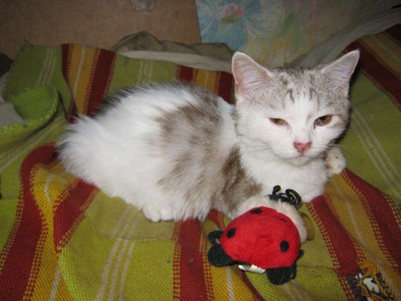 Юлия Павлова | Ярославль