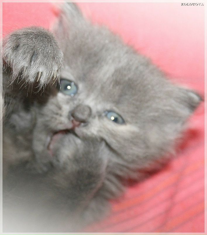 Ирина Золотова | Казань