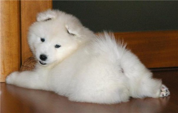 Tania Kodzhaman Dїana | Nice