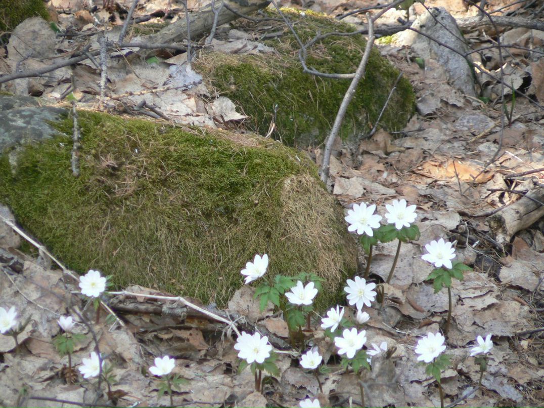 Вячеслав Рощин | 