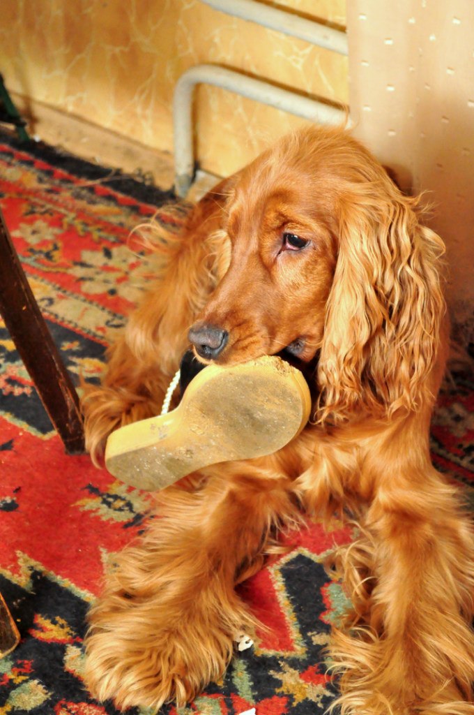 Елена Хайнюк Счастик | Королёв