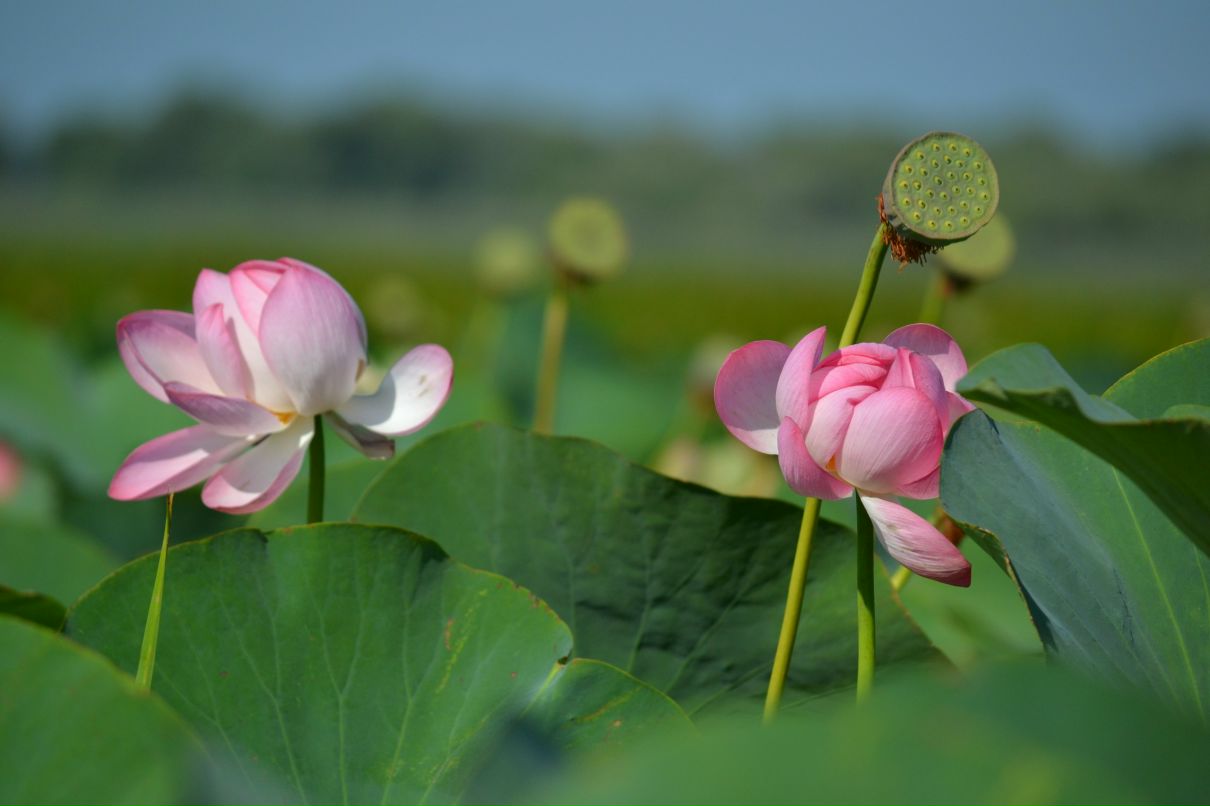 Роман Литвиненко rem | Коммунистический