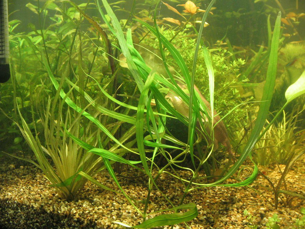 Зульфат Бабаев ℂ⋆ | Тюмень