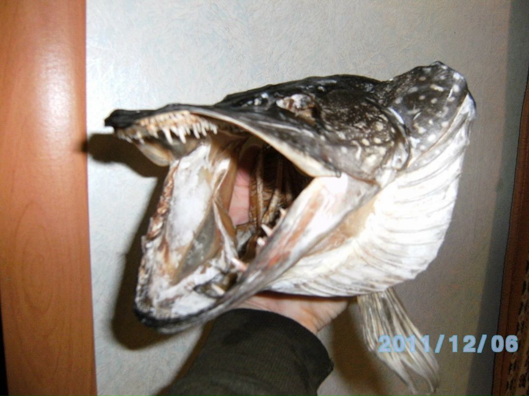 Алексей Гудин | Курган