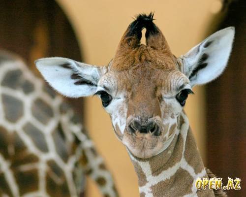 №36, Павел Симонов, 40 лет, Нововоронеж №36, Павел Симонов, 40 лет, Нововоронеж