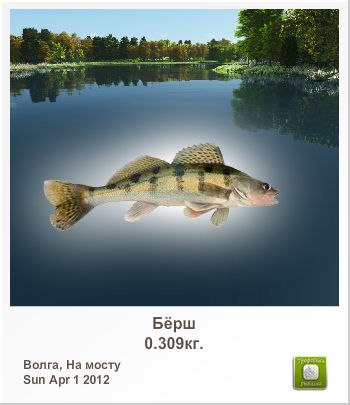 Николай Семенов | Санкт-Петербург