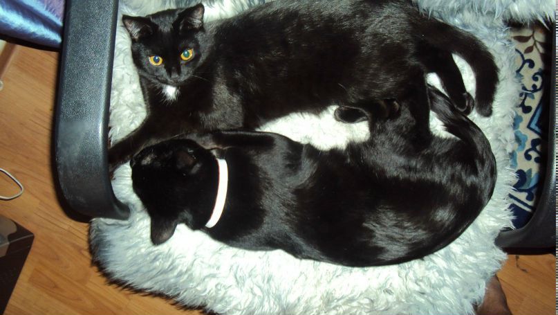 Елена Калитка Валерьевна | 