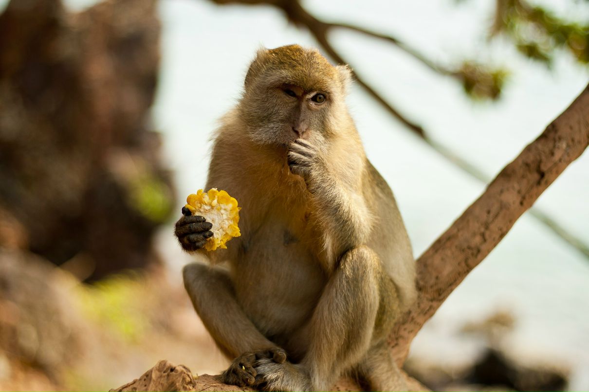 Николай Тимашев | Москва