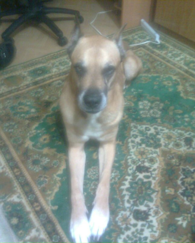 Роман Антонов | 