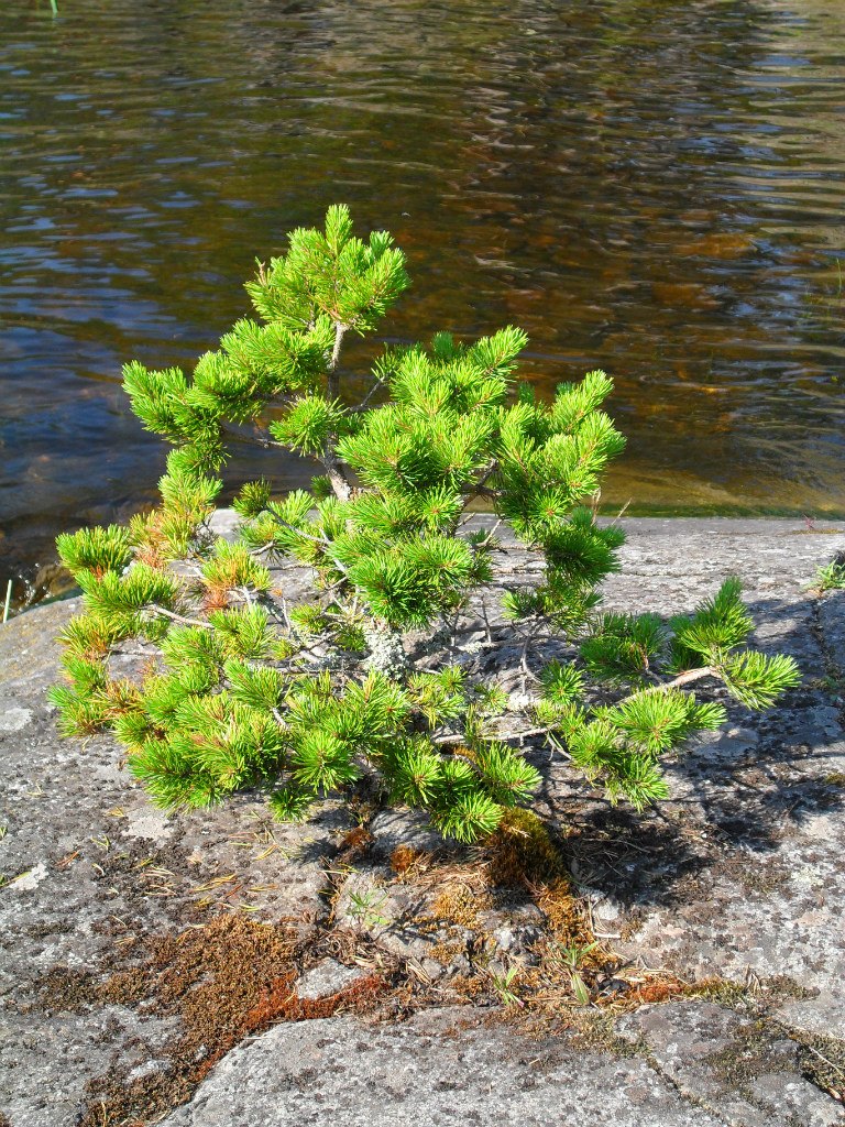 Наталья Кузнецова | Ладожское Озеро