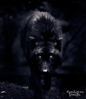 №12, Заур Семенов, 15.3.1994 №12, Заур Семенов, 15.3.1994