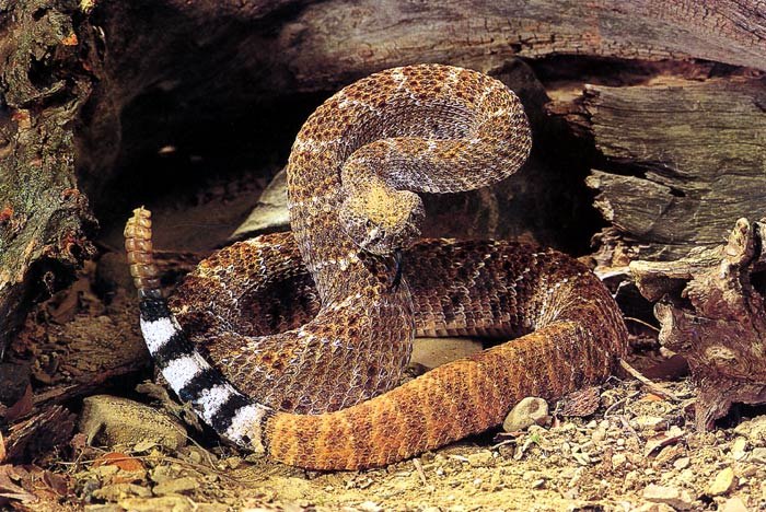 Борис Чебанов | Харьков