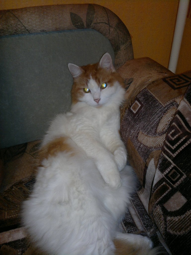 Эльгиз Мирзахалов | Химки