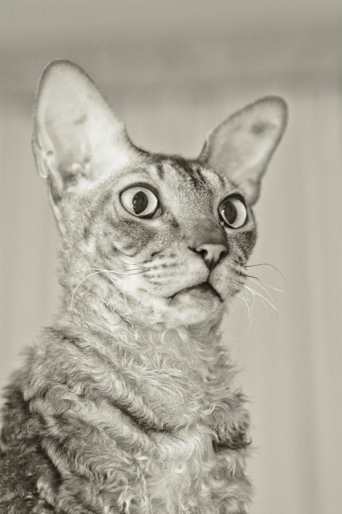 Дмитрий Якунин | Сыктывкар