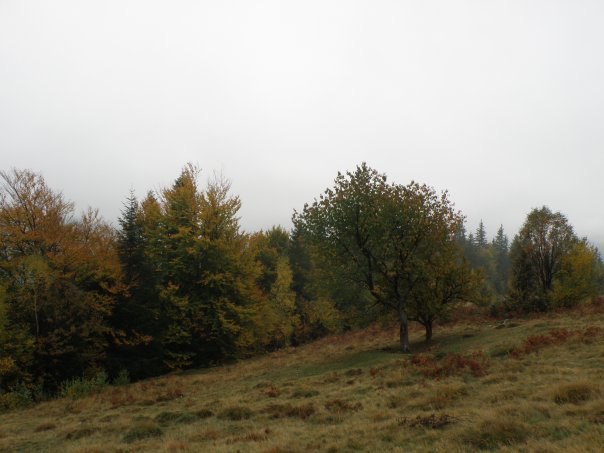 Наталія Тацишин-Войчишин | Ивано-Франковск
