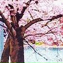 Анастасия Золотарёва Николаевна | Ивановское