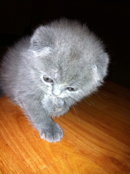 Ирина Пепенина | Киров