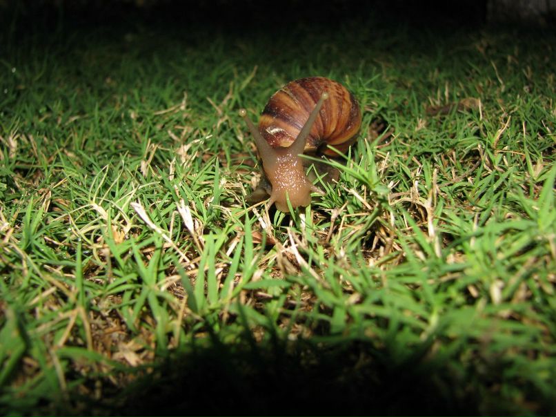 Mekachiku Кошмарик | Иркутск