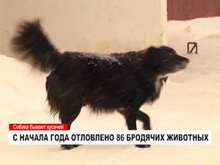 Бродячие собаки представляют серьезную опасность