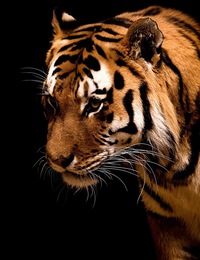 Илья Соколов