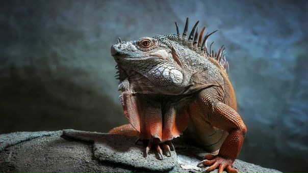 Саша Хорламов, Россия, Самара